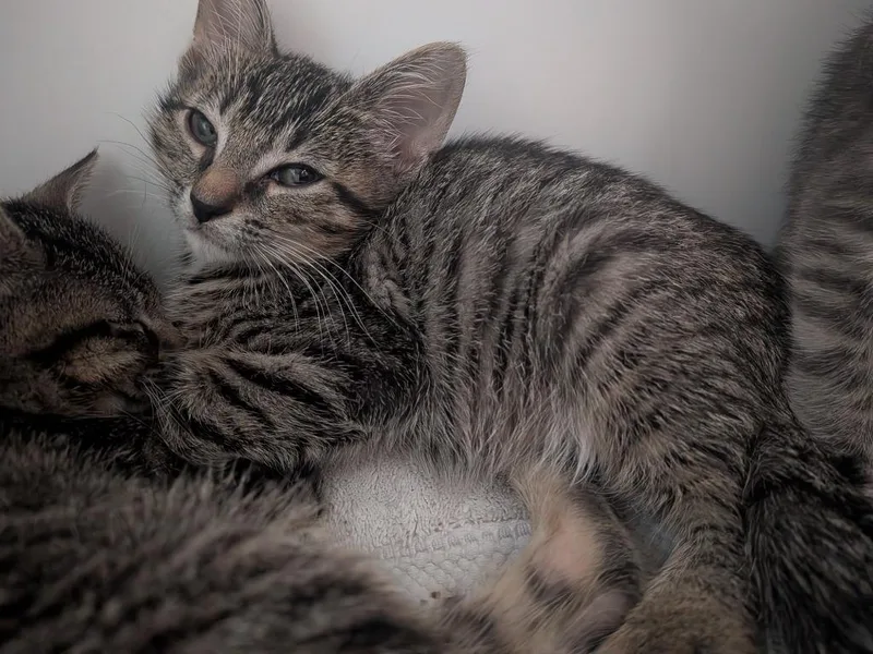 A baby small-sized male Domestic Short Hair cat named Bada for adoption in Hyde Park, NY