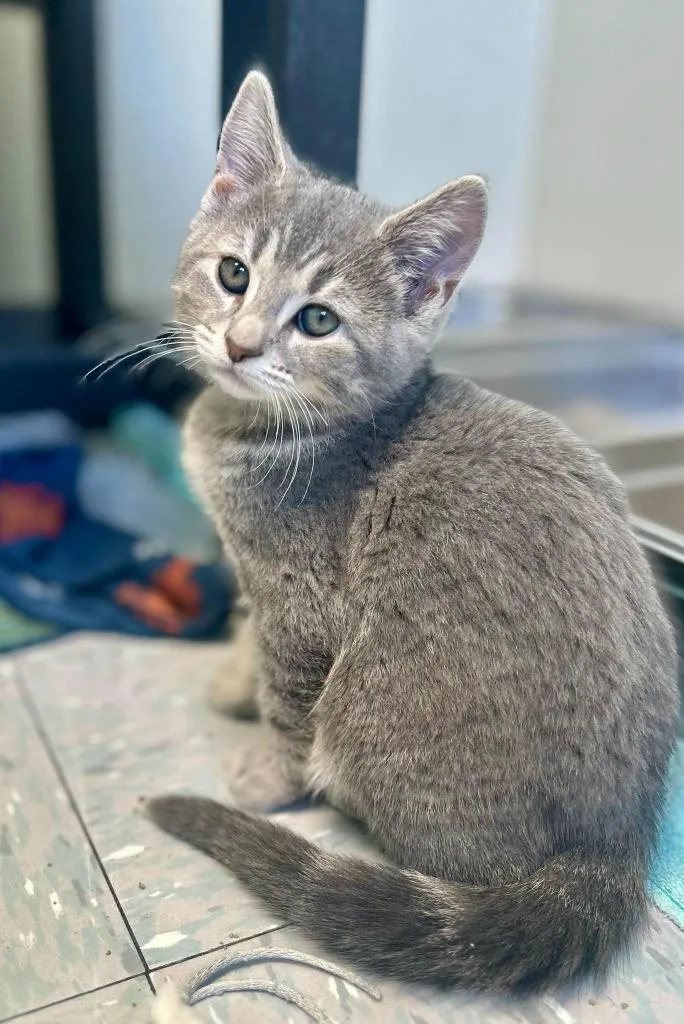 A baby large-sized male Tabby (Gray / Blue / Silver) Domestic Short Hair cat named Wren for adoption in New Philadelphia, OH