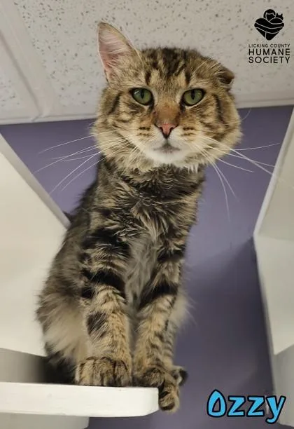 An adult small-sized male Domestic Medium Hair cat named Ozzy for adoption in Heath, OH