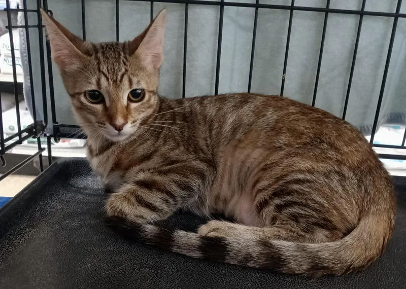 A baby small-sized female Domestic Short Hair cat named Sophie for adoption in Yorba Linda, CA