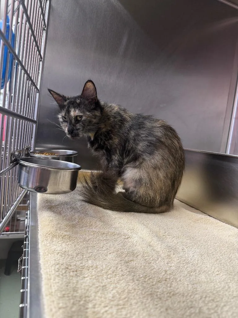 A young medium-sized female Domestic Medium Hair cat named Ray for adoption in Murray, KY