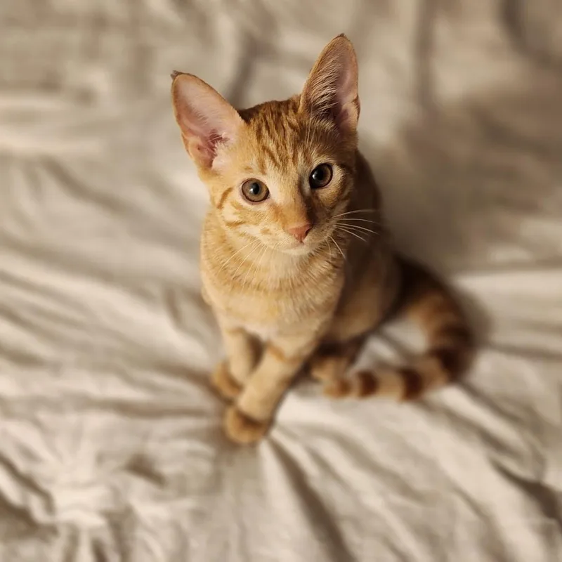 A baby small-sized female Orange / Red Domestic Short Hair cat named Lemon Drop  RARE for adoption in Boca Raton, FL