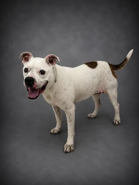 An adult large-sized female American Bulldog dog named Berdine for adoption in Winter Haven, FL