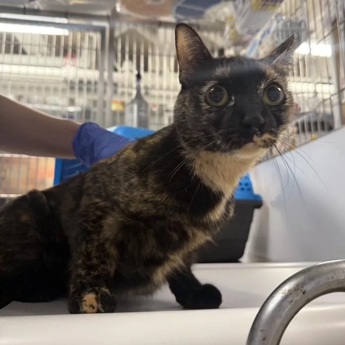 An adult medium-sized female Tortoiseshell Domestic Short Hair cat named Octavia for adoption in New York, NY