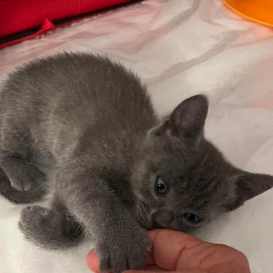 A baby small-sized male Gray / Blue / Silver Domestic Short Hair cat named A Alex for adoption in Pleasant Hill, CA
