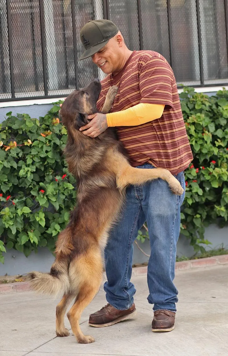 A young large-sized male Sable German Shepherd Dog dog named Jared von Janneby for adoption in Los Angeles, CA
