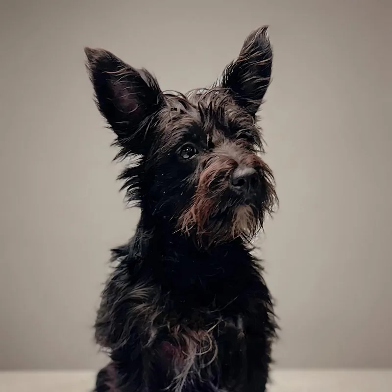 An adult small-sized male Black Cairn Terrier dog named Dublin for adoption in Enid, OK