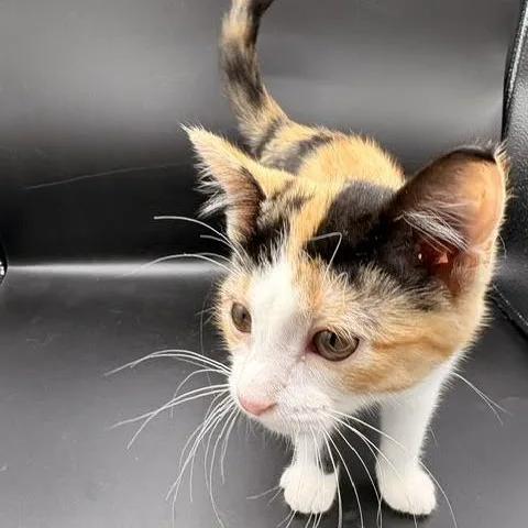 A baby medium-sized female Domestic Short Hair cat named Pringles for adoption in Springfield, MO