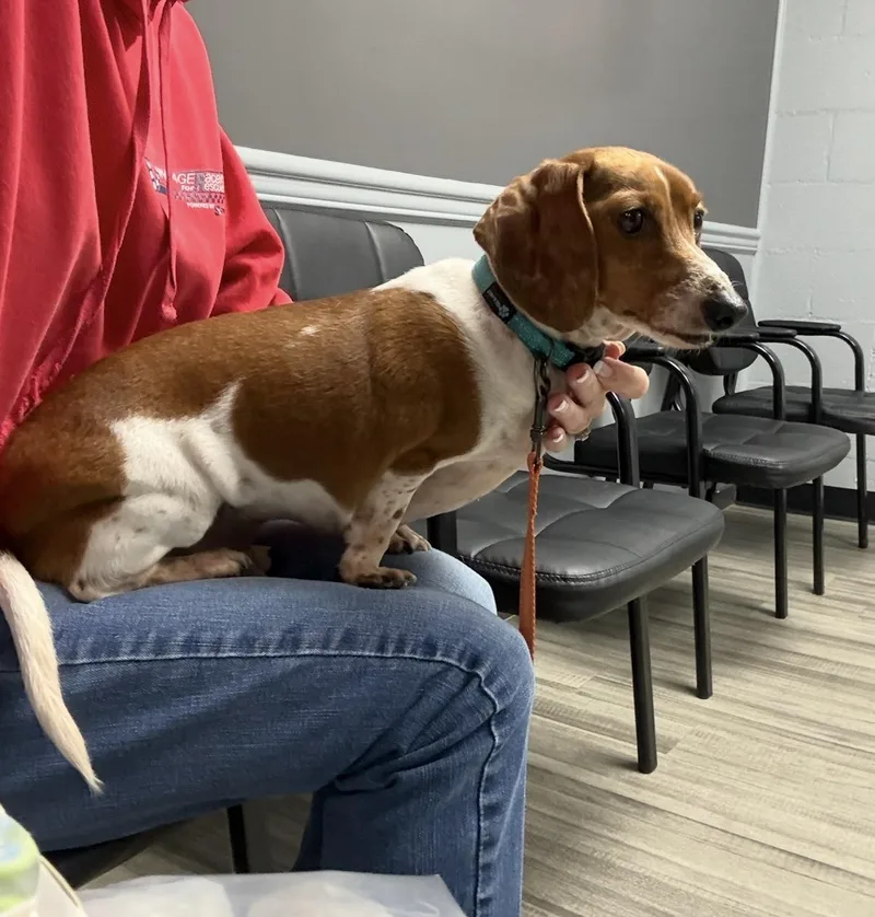 Samson Aka Sammy thumbnail 2