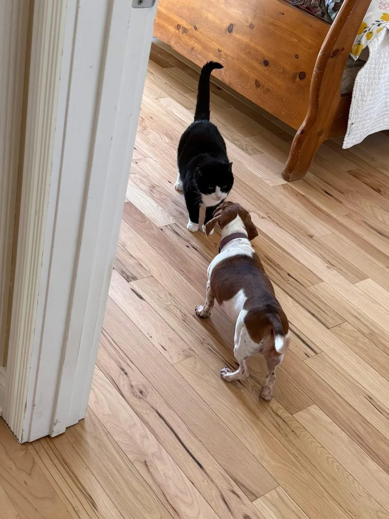 Samson Aka Sammy thumbnail 4