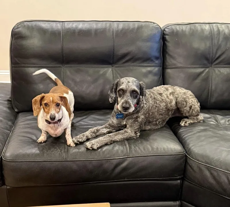 Samson Aka Sammy thumbnail 5