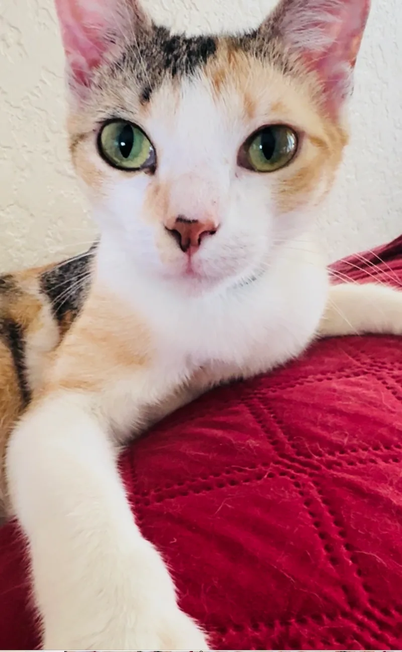 A baby medium-sized female Calico Domestic Short Hair cat named Tater for adoption in Palm City, FL