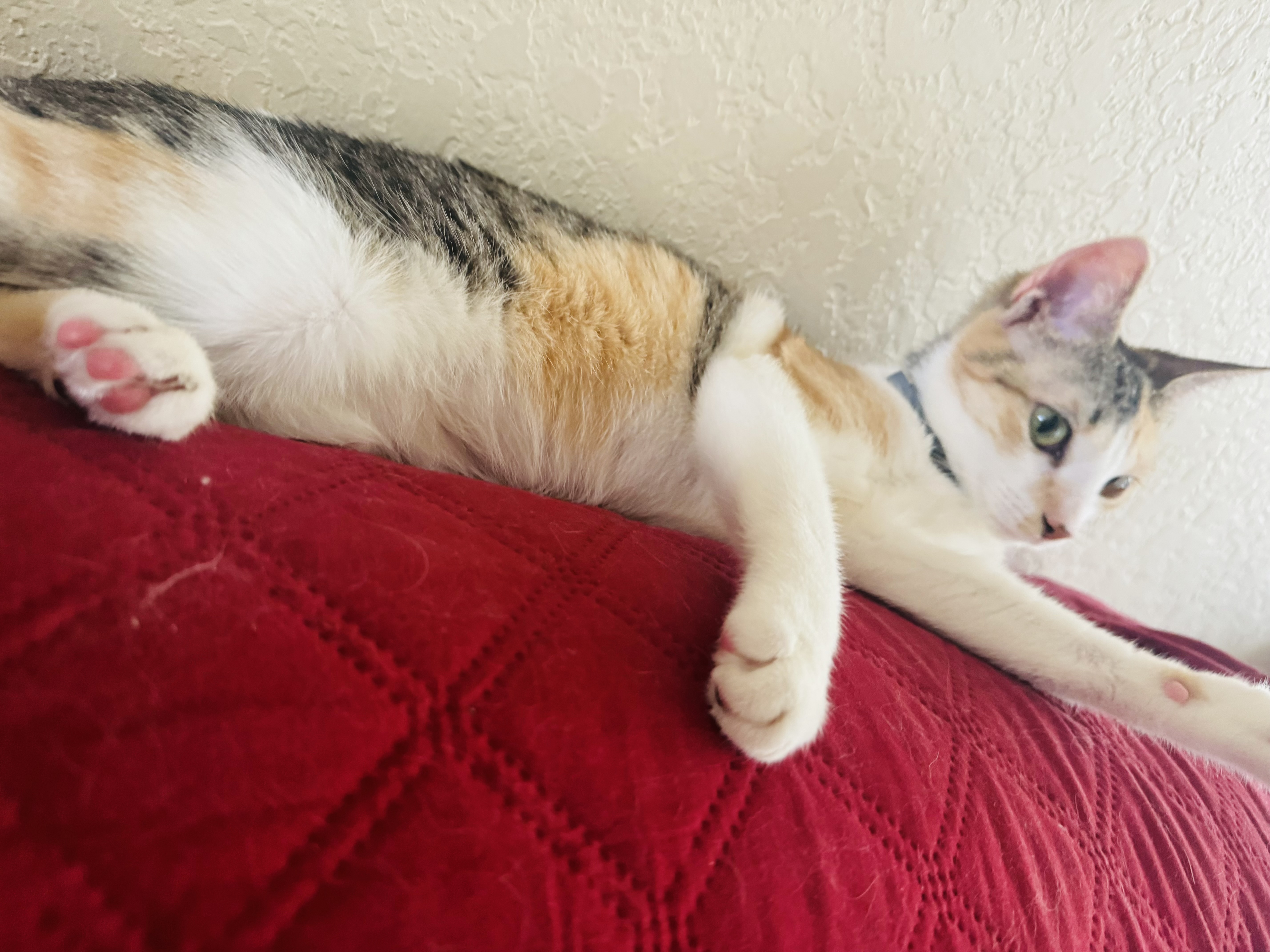 Tater thumbnail 3