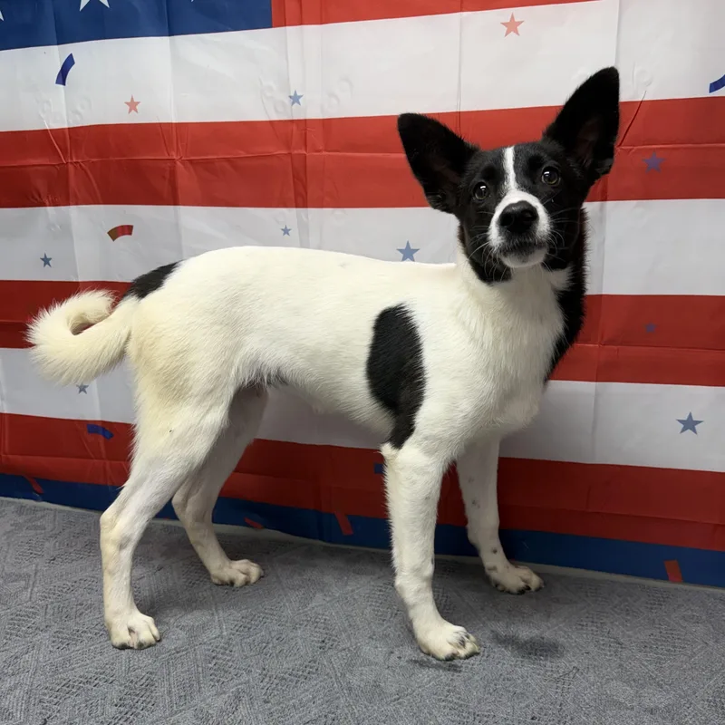 A young small-sized female White / Cream Mixed Breed dog named Jazzle for adoption in Urbana, OH