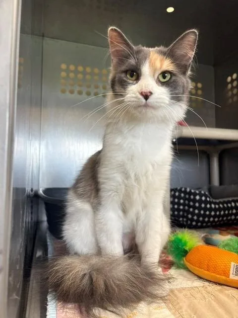 An adult small-sized female Domestic Long Hair cat named Amelia for adoption in Ladysmith, WI