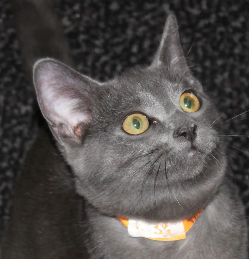 A young medium-sized female Gray / Blue / Silver Domestic Short Hair cat named Powder for adoption in Huron, SD