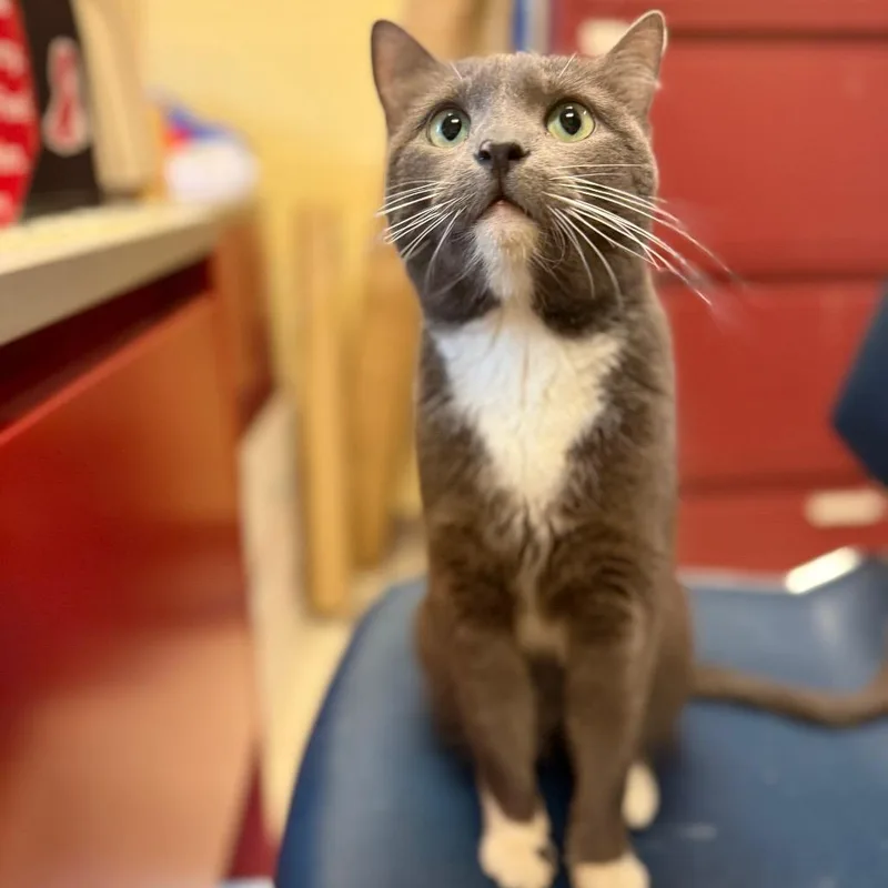 A senior medium-sized female Gray / Blue / Silver Domestic Short Hair cat named Ginger Ale for adoption in Fairport, NY