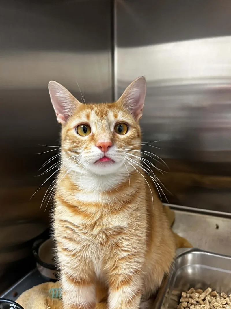 An adult medium-sized male Tabby (Orange / Red) Domestic Short Hair cat named Tobin for adoption in Chambersburg, PA