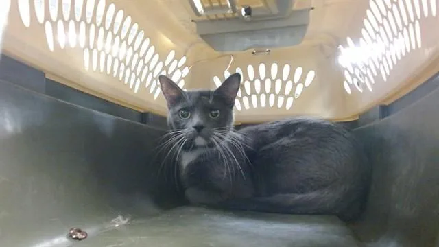 A young medium-sized female Domestic Medium Hair cat named Purrberry for adoption in Oklahoma City, OK