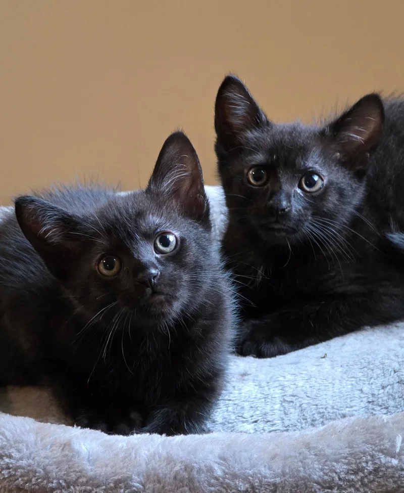 A baby medium-sized female Black Domestic Short Hair cat named Pansy for adoption in Johnson City, TN