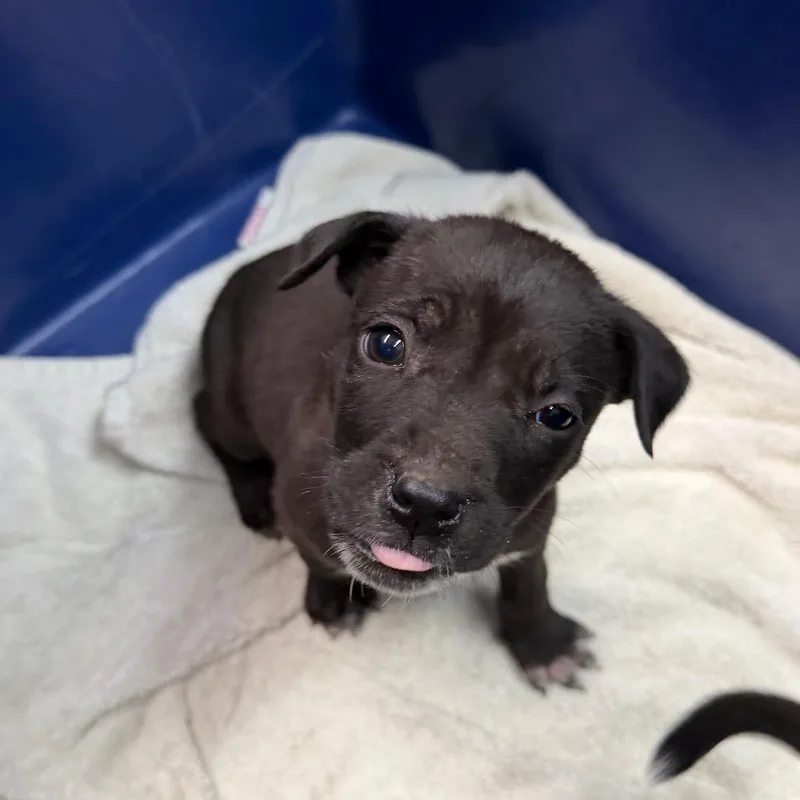 A baby small-sized female Black Mixed Breed dog named Piper for adoption in Ardmore, OK