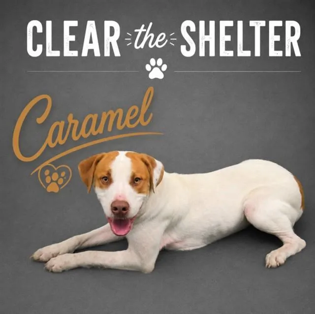 A young large-sized male Pit Bull Terrier dog named Caramel for adoption in Wylie, TX