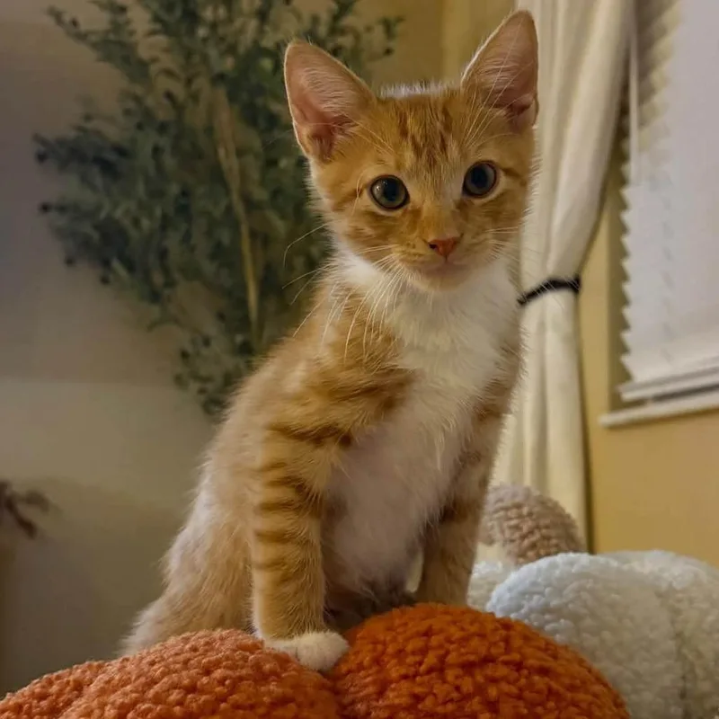 A baby small-sized male Orange / Red Domestic Short Hair cat named Harrison for adoption in Titusville, FL