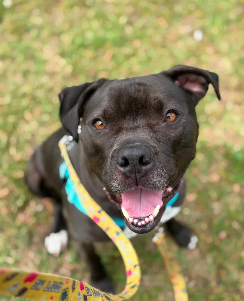 An adult medium-sized male Terrier dog named Hubba Bubba for adoption in Fort Mill, SC