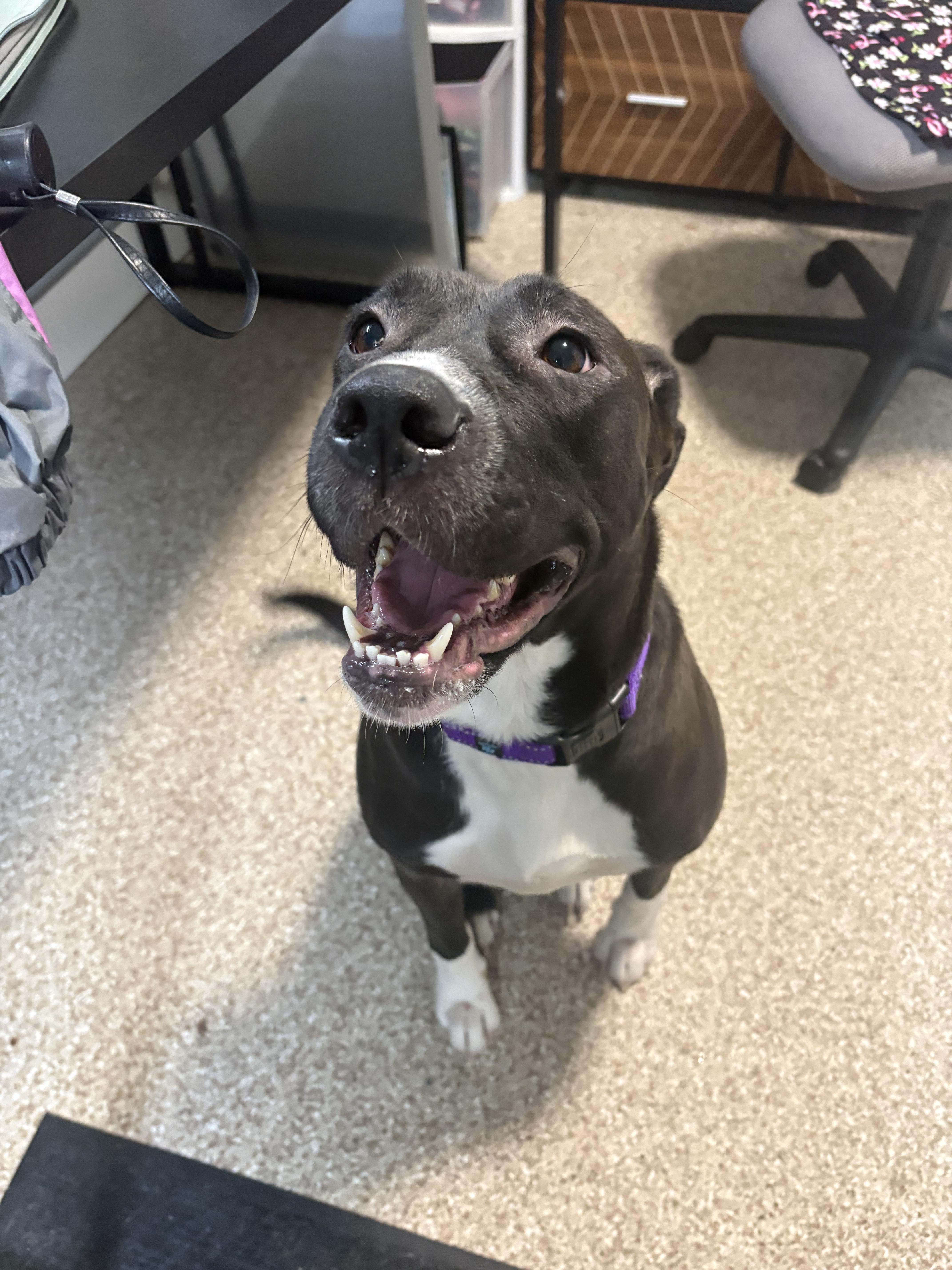 A young large-sized female Black Labrador Retriever dog named Mabel for adoption in Dillsburg, PA