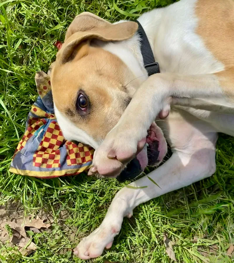 An adult large-sized male White / Cream Hound dog named Tucker for adoption in Tomball, TX