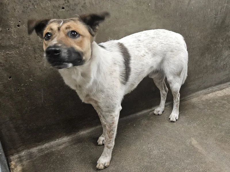 A young medium-sized male Mixed Breed dog named Rocky P for adoption in Van Nuys, CA