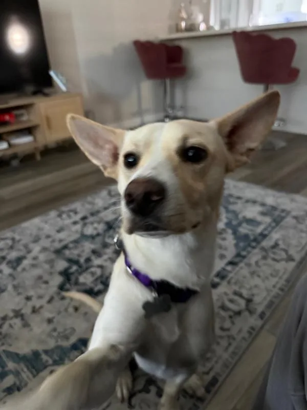 A young medium-sized male Labrador Retriever dog named Nosey for adoption in San Diego, CA