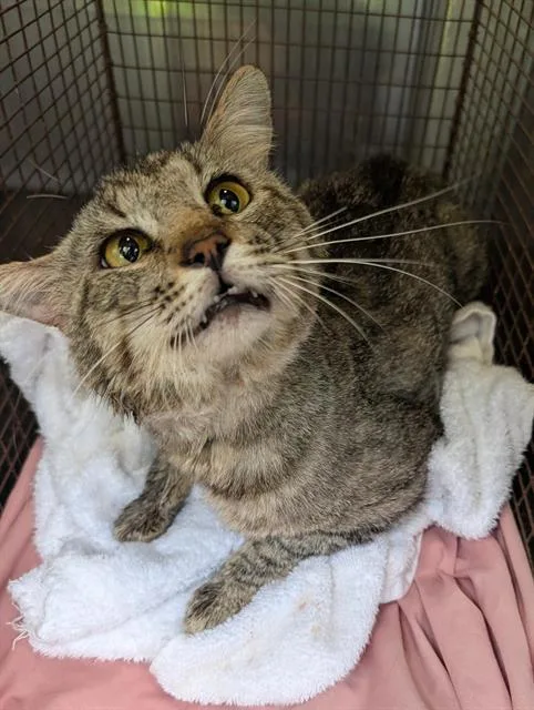 An adult large-sized male Domestic Short Hair cat named Tank for adoption in San Antonio, TX