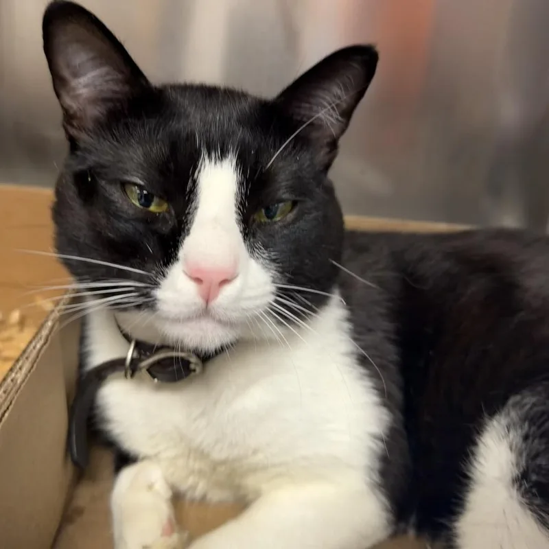 An adult medium-sized male Black Domestic Short Hair cat named WAGSStray for adoption in Westminster, CA