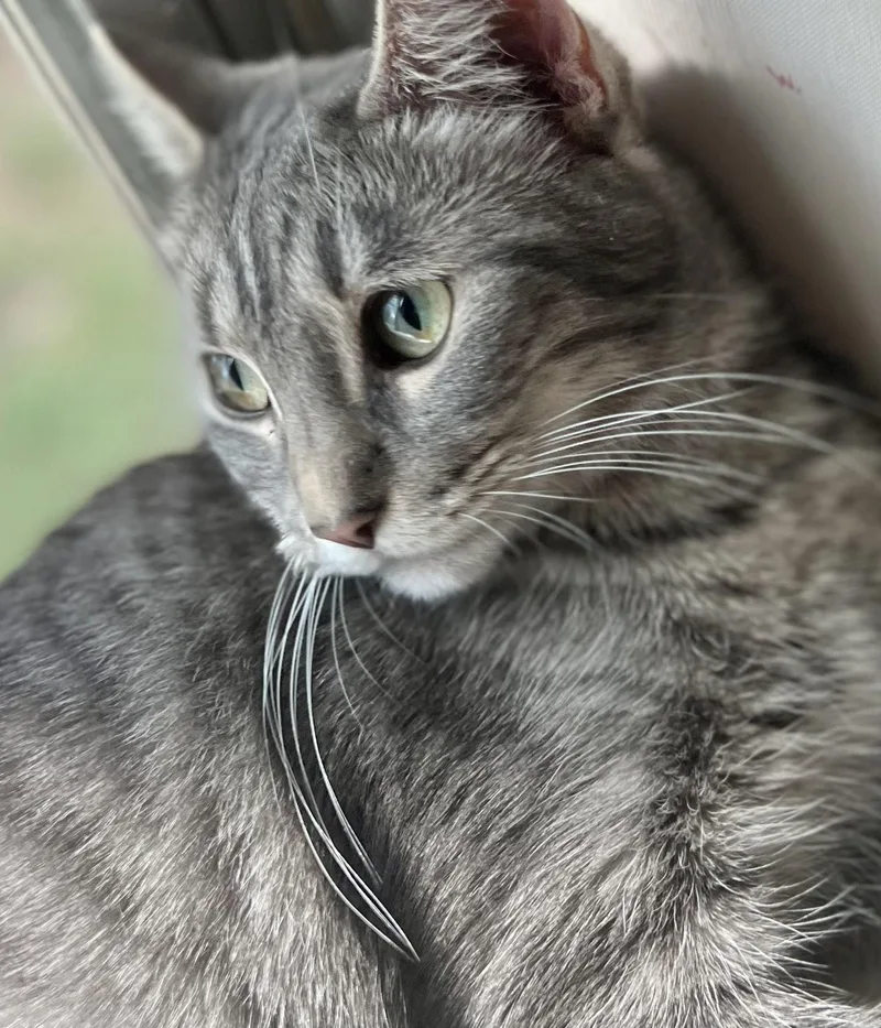 Butter Schmaltz thumbnail 2