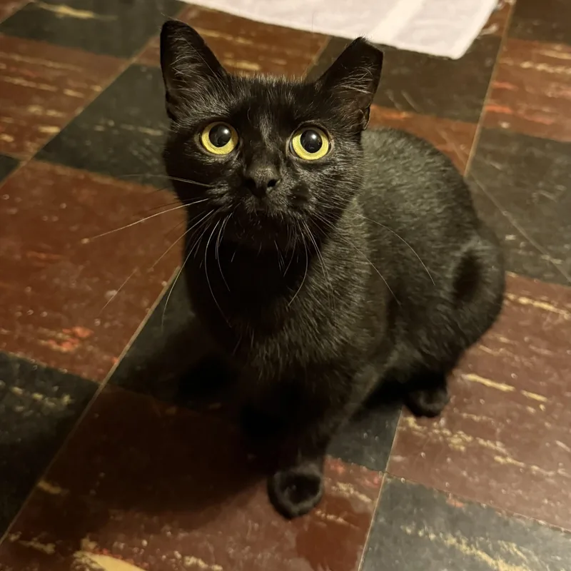 A young medium-sized female Black Domestic Short Hair cat named Vampirina for adoption in Washington, PA