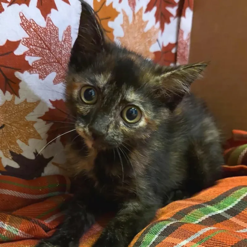 A baby small-sized female Tortoiseshell Domestic Short Hair cat named Penny for adoption in Naples, FL