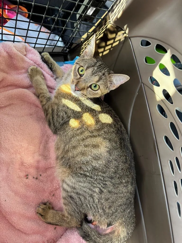 A young medium-sized female Domestic Short Hair cat named Jezabel for adoption in Johnson City, TN