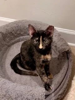 A baby medium-sized female Tortoiseshell cat named Hazel for adoption in Waxhaw, NC