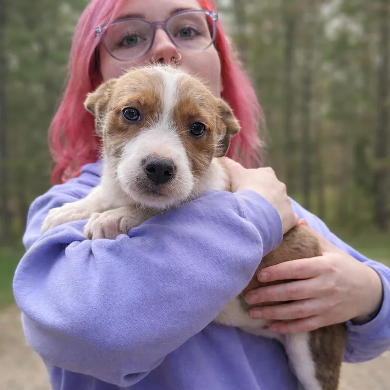 A baby small-sized female White / Cream Terrier dog named Honey Lemon for adoption in Hopkinton, MA