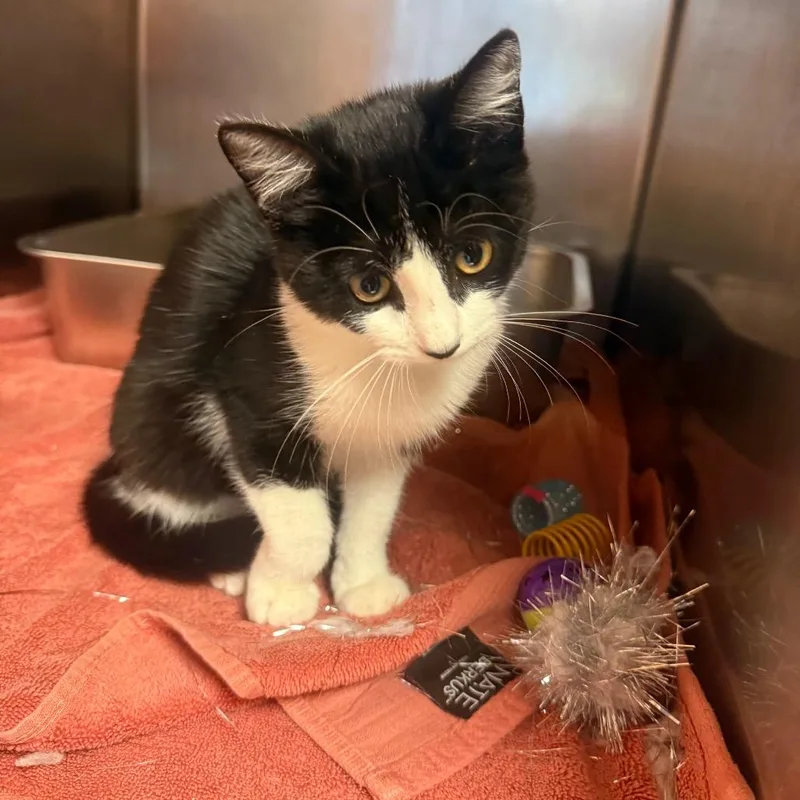 A baby small-sized female Black American Shorthair cat named Oreo for adoption in Hamilton, GA