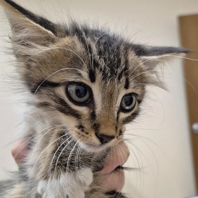 A baby small-sized male Brown / Chocolate Domestic Short Hair cat named Tigger for adoption in Lake Panasoffkee, FL
