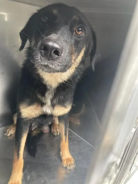 A young large-sized female Mixed Breed dog named Angel for adoption in Dallas, TX