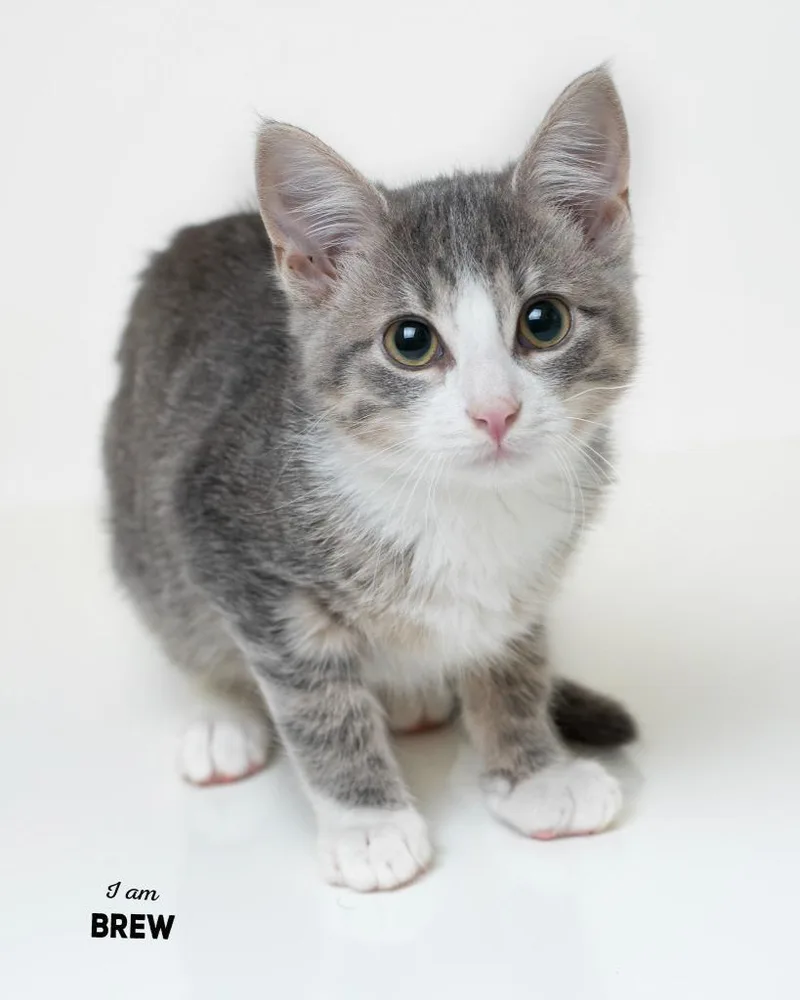 A baby medium-sized female Domestic Short Hair cat named Brew for adoption in Boone, IA
