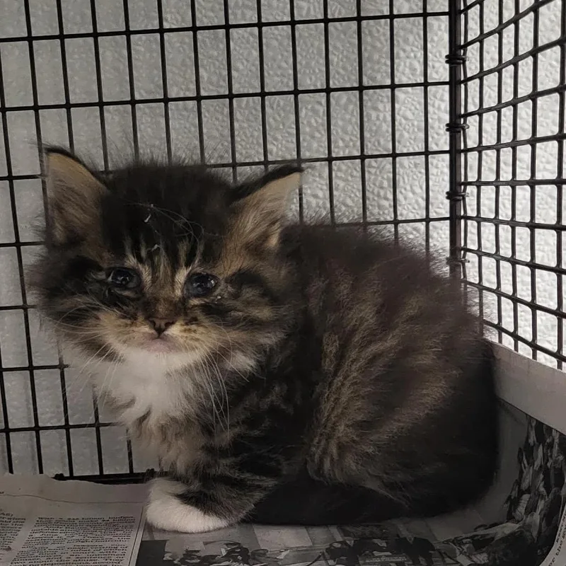 A baby small-sized female Brown / Chocolate Domestic Medium Hair cat named Magic Missile for adoption in Los Angeles, CA