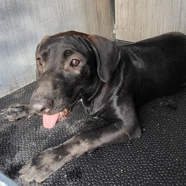 A young medium-sized male Labrador Retriever dog named Dabney for adoption in San Antonio, TX