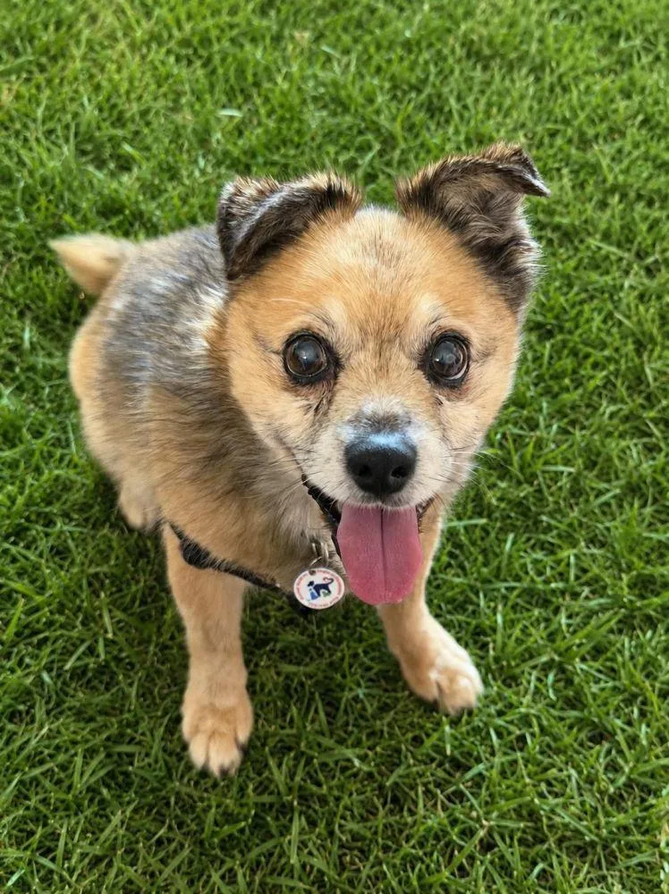 A senior medium-sized male Yellow / Tan / Blond / Fawn Mixed Breed dog named Tobias for adoption in Alexandria, VA