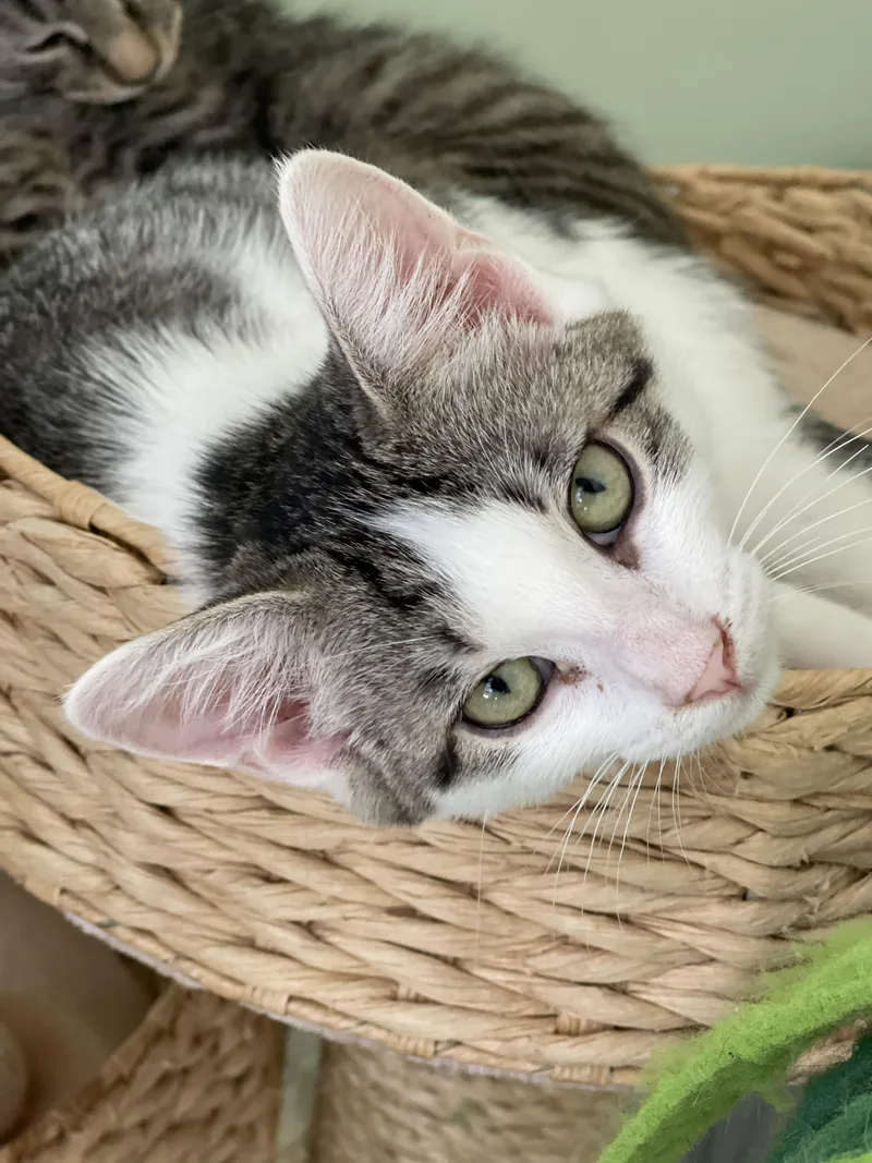 A baby medium-sized female Tabby (Brown / Chocolate) Domestic Short Hair cat named Livia for adoption in Richmond, VA