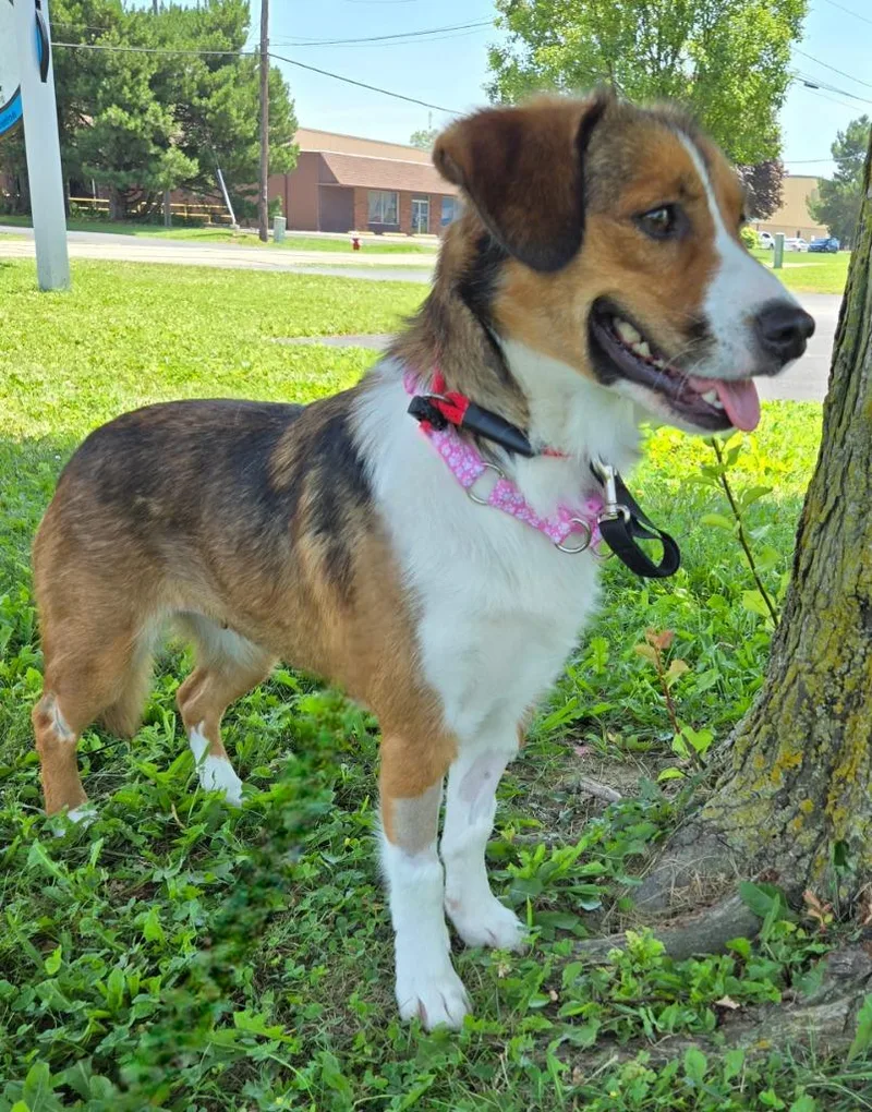 A young medium-sized female Collie dog named Dolly for adoption in Sandusky, OH