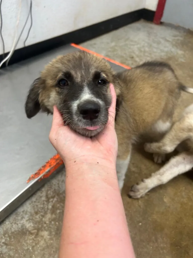 A baby small-sized female Cattle Dog dog named Ginny for adoption in Lockhart, TX